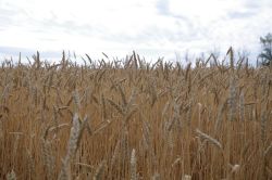 Genossenschaftswesen