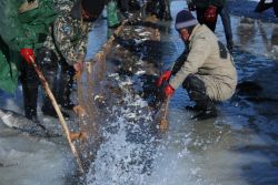 Genossenschaftswesen